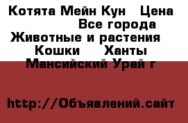 Котята Мейн Кун › Цена ­ 15 000 - Все города Животные и растения » Кошки   . Ханты-Мансийский,Урай г.